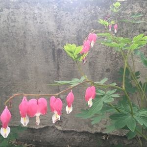 Meet your Posher, Kara